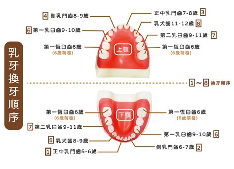 6歲出大牙|【換牙順序】小朋友幾歲換牙正常？一文睇換牙期年齡。